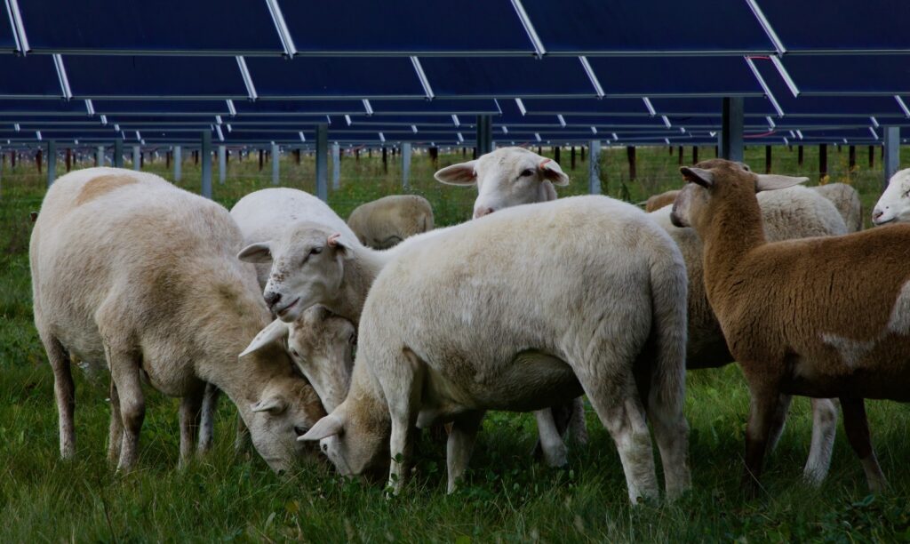 Sheep grazing under solar panels