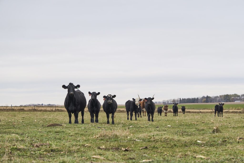 Cows in a field